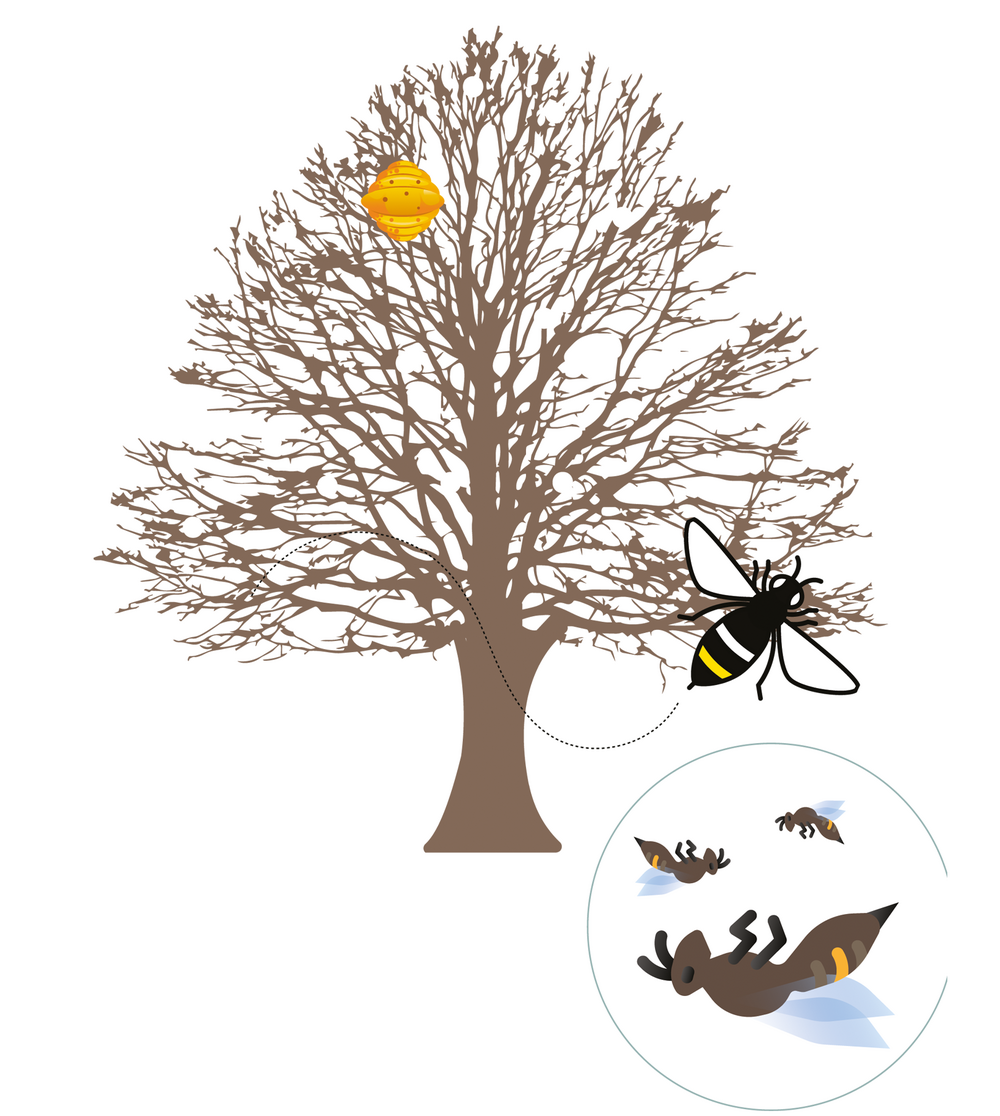 Cyclus van een Aziatische hoornaar: herfst en winter