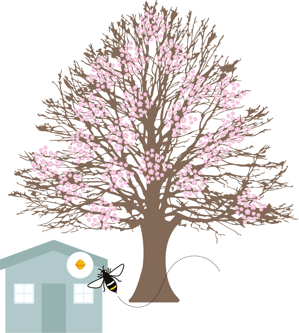 Cyclus van een Aziatische hoornaar: de start van de lente