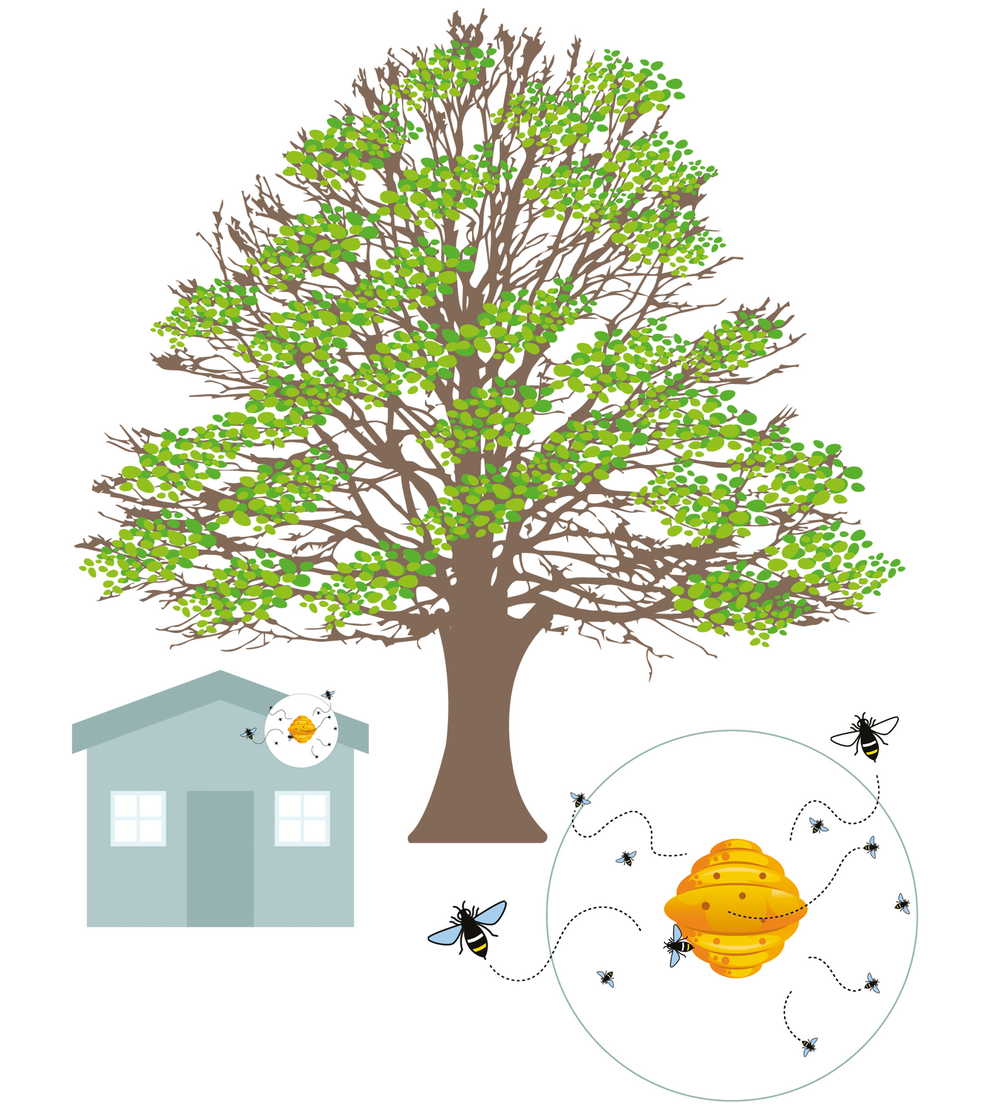 Cyclus van een Aziatische hoornaar: de volle lente