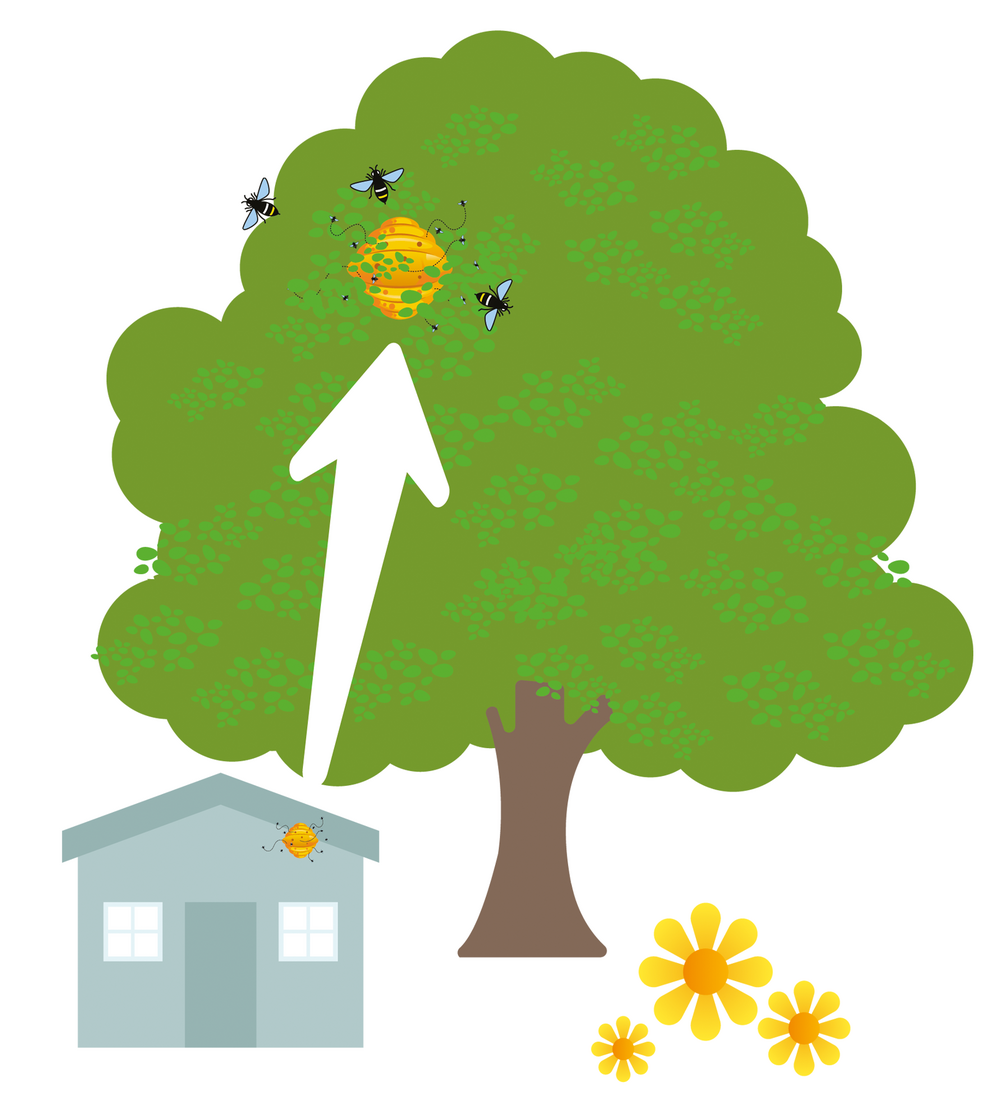 Cyclus van een Aziatische hoornaar: de zomer (vanaf eind juli)